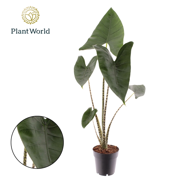 <h4>Alocasia Zebrina</h4>