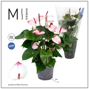 Mimesis Anthurium KARMA Hotlips - 17cm