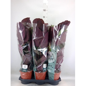 Calathea  'Medallion'