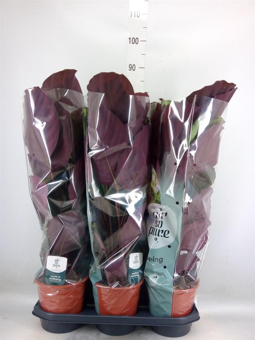 <h4>Calathea  'Medallion'</h4>