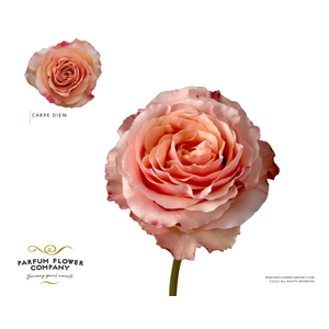 Rosa Premium Carpe Diem