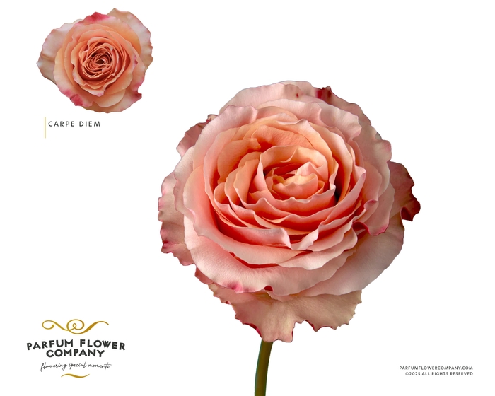 <h4>Rosa Premium Carpe Diem</h4>