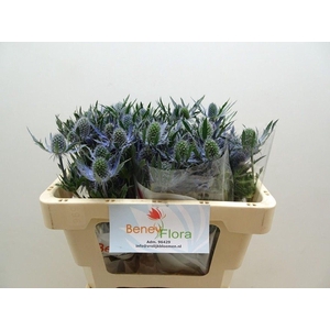 ERYNGIUM MAGICAL BLUE LAGOON ERYN M