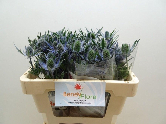 <h4>ERYNGIUM MAGICAL BLUE LAGOON ERYN M</h4>