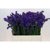 Limonium sinuatum Navy Sun Birds