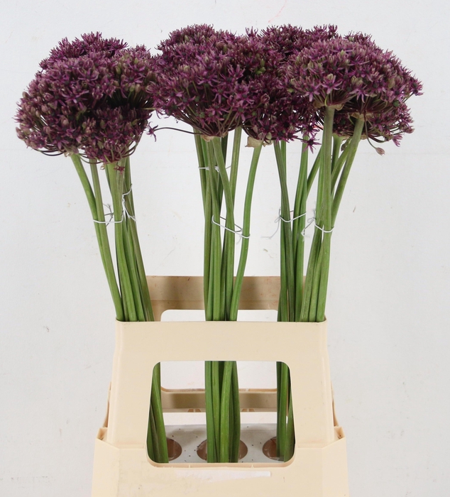 <h4>ALLIUM MIAMI</h4>