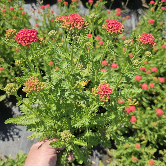 Achillea overig