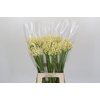 Agapanthus Gletsjer