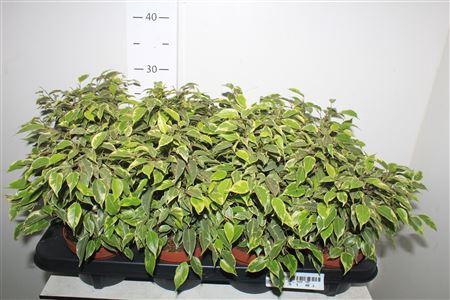 <h4>Fic Be Kinky Bont</h4>