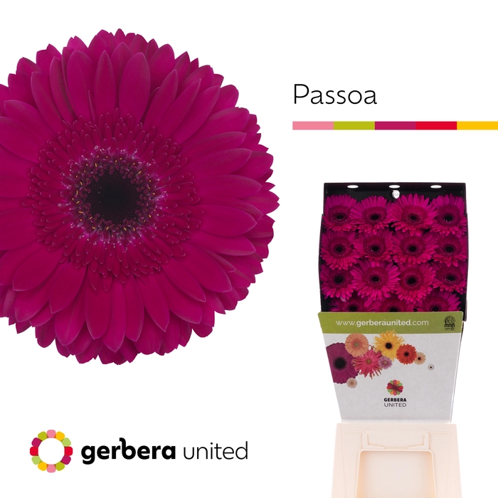 <h4>Gerbera Passoa Diamond</h4>