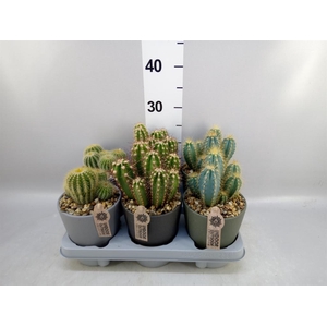 Cactus   ...mix
