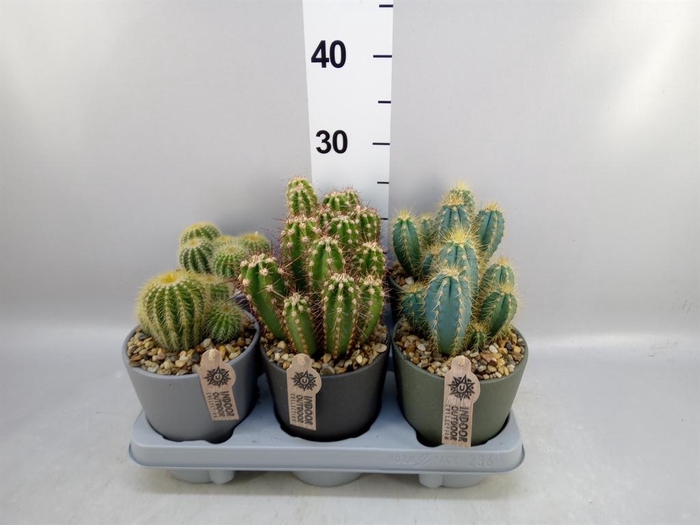 <h4>Cactus ...mix</h4>