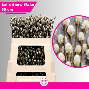 SALIX CA SNOW FLAKE