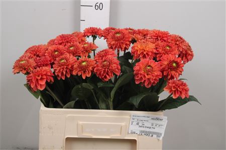Dahl Orange Fox