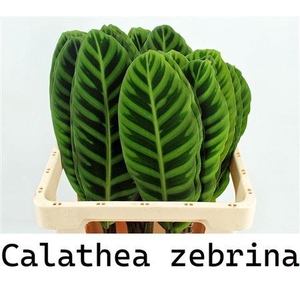 CALATHEA ZEBRINA 62CM