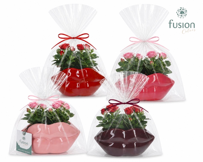 <h4>Keramiek Lippen planter met Rosa</h4>