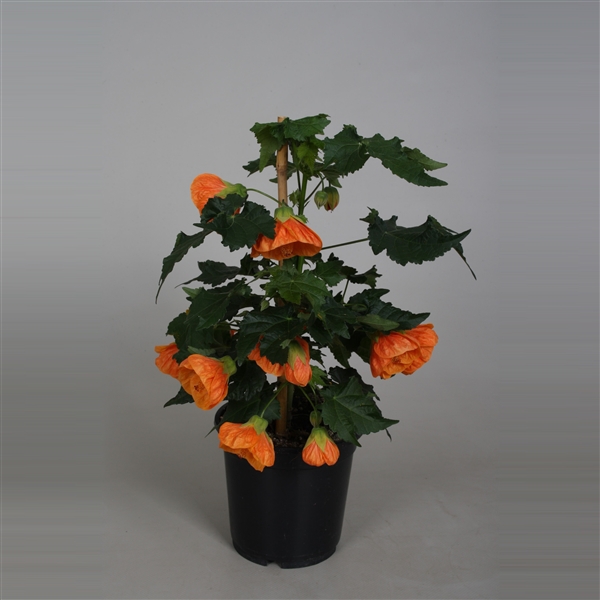 <h4>Abutilon P15 Oranje</h4>