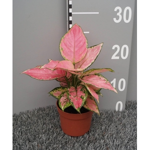 Aglaonema overig