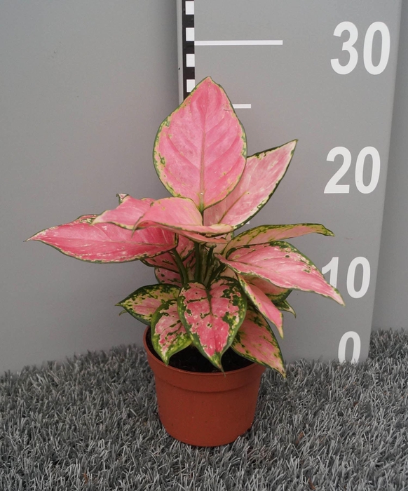 <h4>Aglaonema overig</h4>