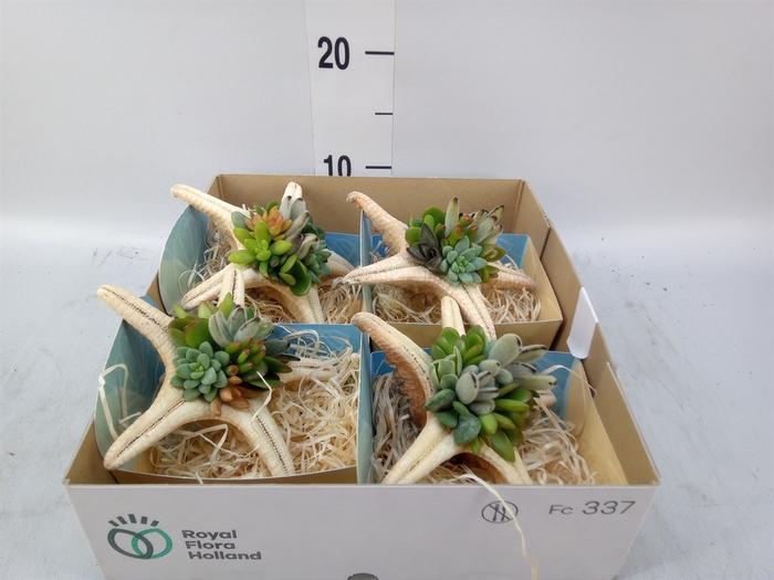 <h4>Planten  ..in schelp L%</h4>