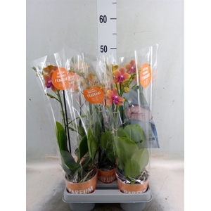 Phalaenopsis multi. 'Ant Bolgheri'
