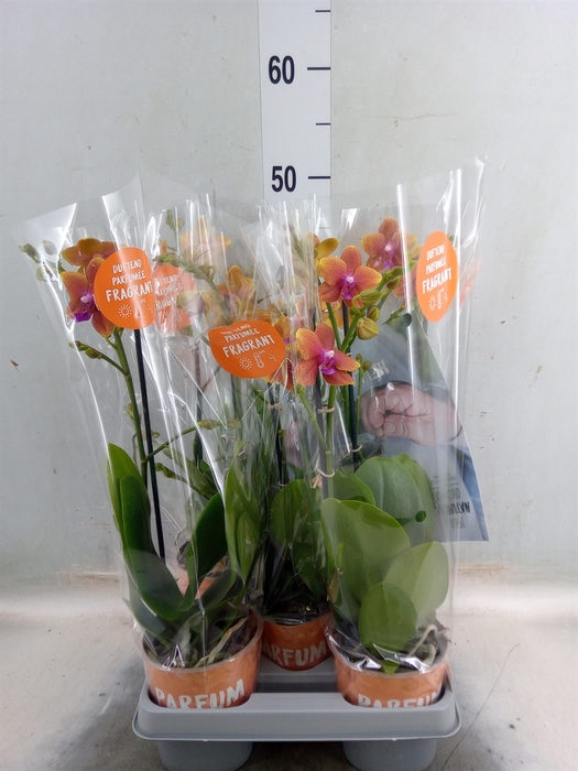 <h4>Phalaenopsis multi. 'Ant Bolgheri'</h4>