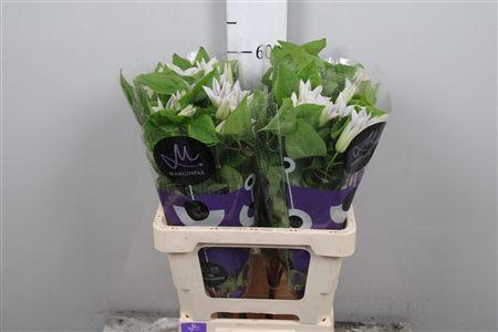 <h4>Clem Amazing Vienna</h4>