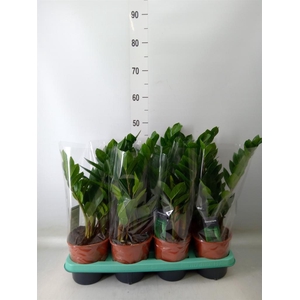 Zamioculcas zamiifolia