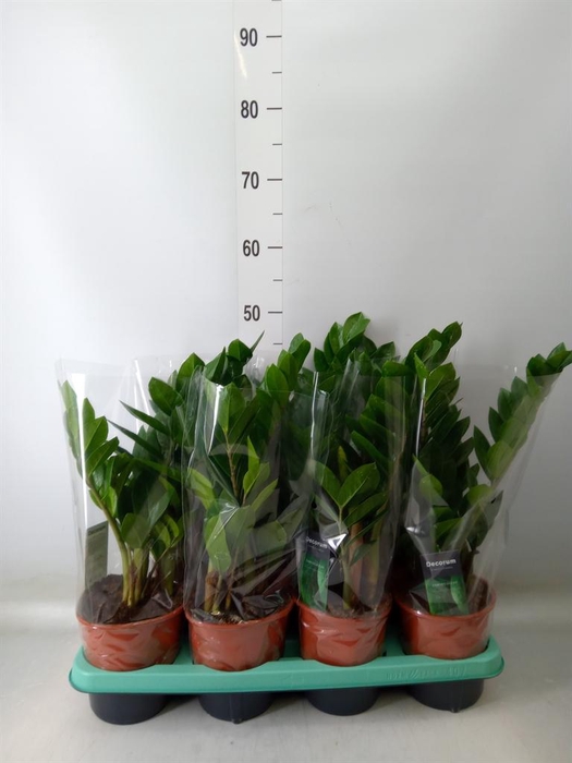 <h4>Zamioculcas zamiifolia</h4>