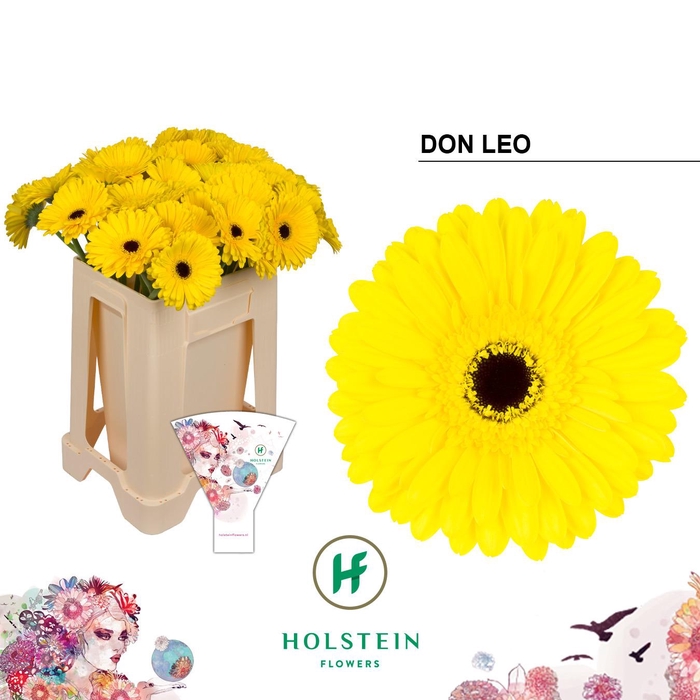 <h4>Gerbera Don Leo Water</h4>