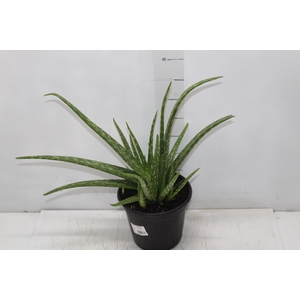 ALOE (BABOSA) P17