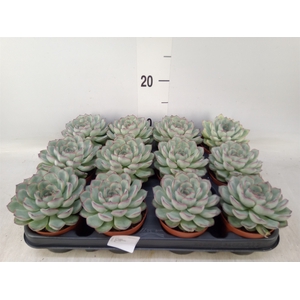 Echeveria   ...