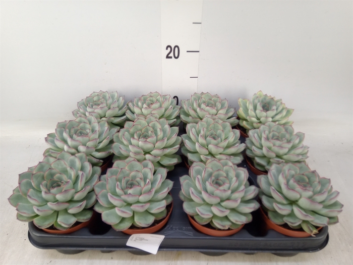 <h4>Echeveria   ...</h4>