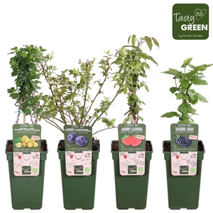 Fruitbomen en -heesters ov