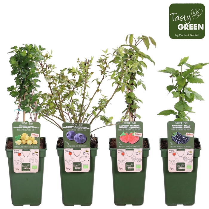 <h4>Fruitbomen en -heesters ov</h4>