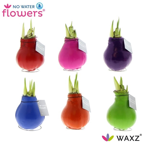 <h4>Hipp Waxbulb Happy Mix</h4>