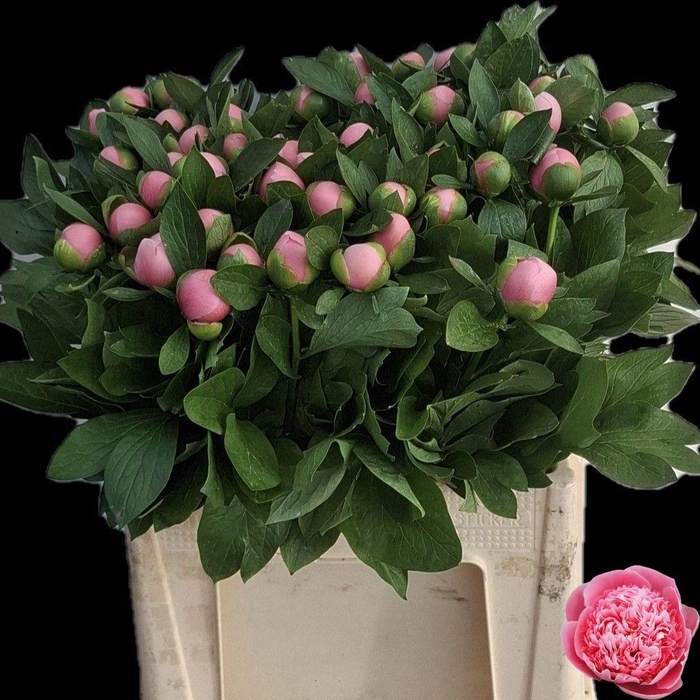 <h4>PAEO ETCHED SALMON</h4>