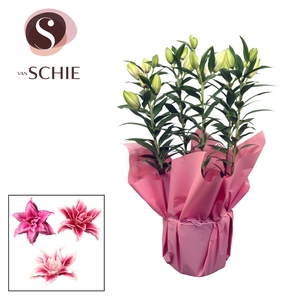 Roselily p19 Rondella PINK