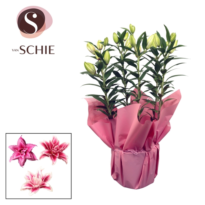 <h4>Roselily p19 Rondella PINK</h4>