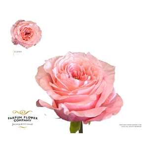 Rosa Garden Elena