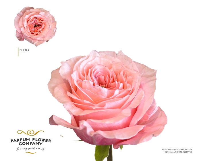 <h4>Rosa Garden Elena</h4>