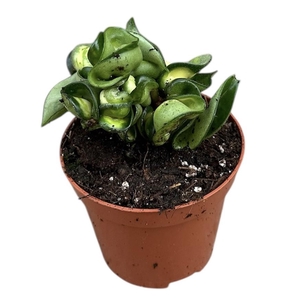 Hoya Compacta Mauna loa