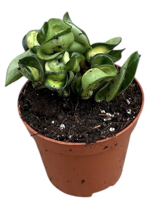 <h4>Hoya Compacta Mauna loa</h4>