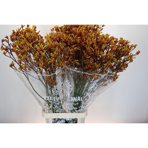 Kangaroo Paw Gold Fever