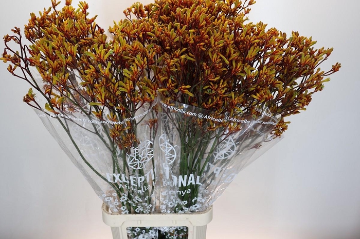 <h4>Kangaroo Paw Gold Fever</h4>