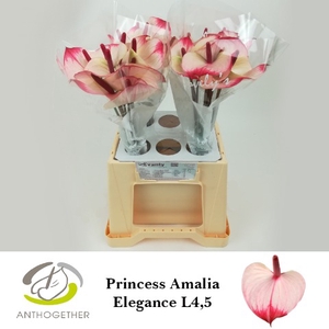 Anthurium Princess Amalia Elegance