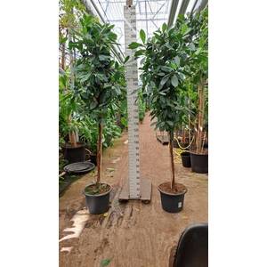 Cyathistipula gedraaide stam 260