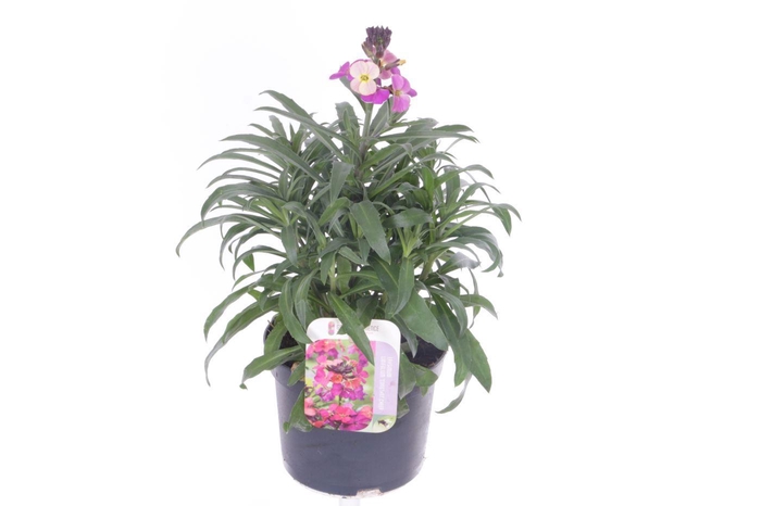 <h4>Erysimum Constant Cheer</h4>
