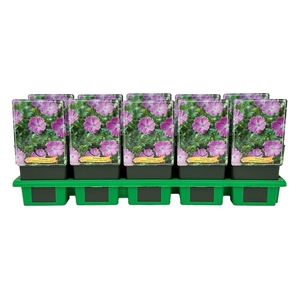 Geranium sanguineum Max Frei