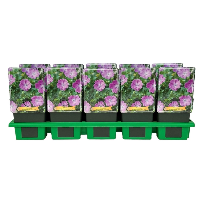 <h4>Geranium sanguineum Max Frei</h4>